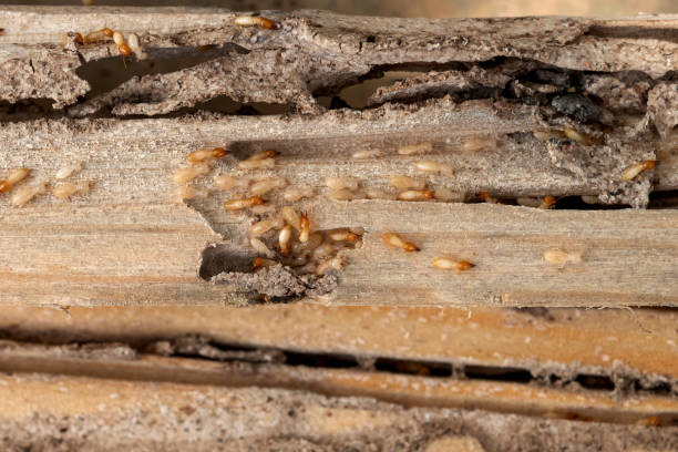Trusted Forest City, IA Pest Control Experts